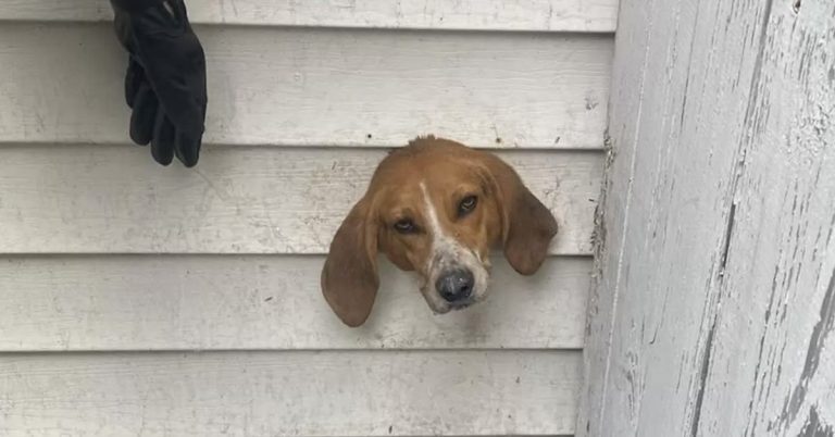 hound stuck on the side of the house