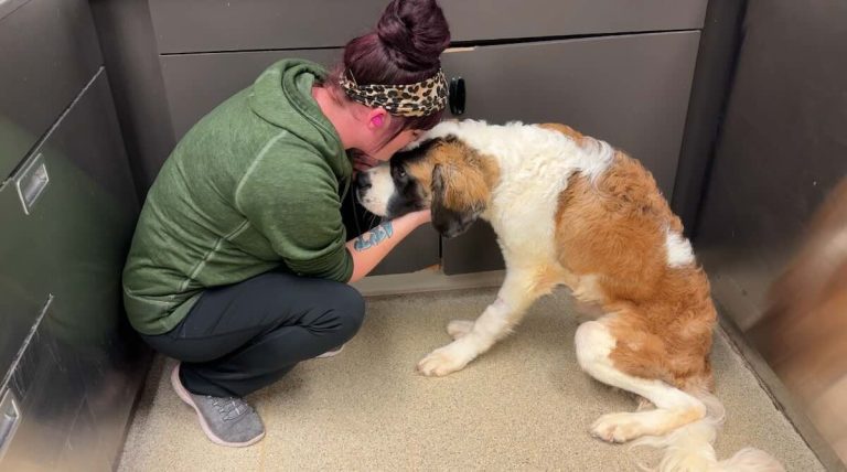 Abandoned St. Bernard Found 80 Pounds Underweight has First Meal