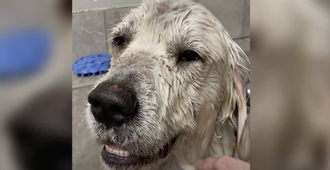 Young Golden Retriever Found in Shocking Condition in Ditch Near  Mount St. Helens