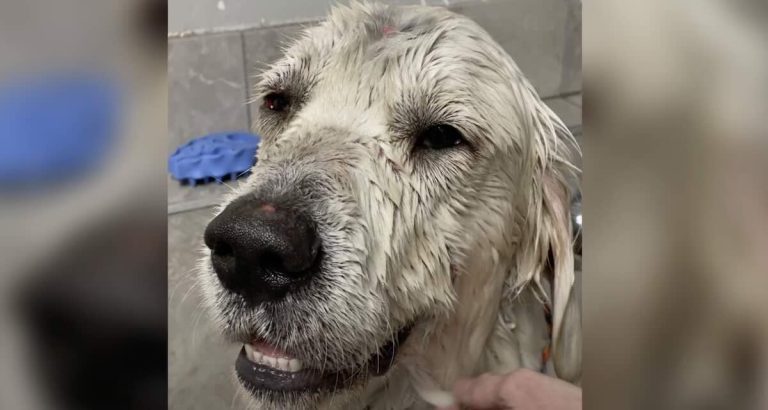 Trooper the dog rescued