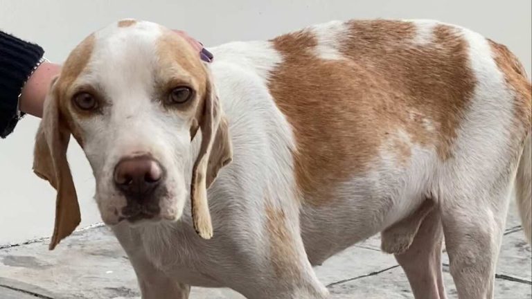 Wilf the lemon beagle rescued from Cypress.