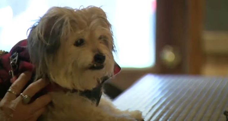 senior dog escapes yard ends up at bar