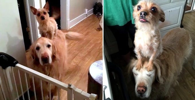 Tiny Dog Adorably Climbs on Golden Retriever’s Back to Get Treats