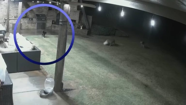 cat saves dog from coyotes