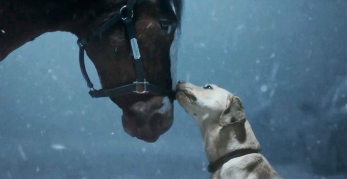 Dog Comes to the Rescue of Budweiser Clydesdales Making an ‘Old School Delivery’ in Super Bowl LVIII Ad