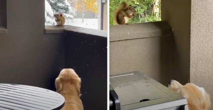 Dog So Happy When Wild Squirrel Friend Brings Her Babies to Meet Him