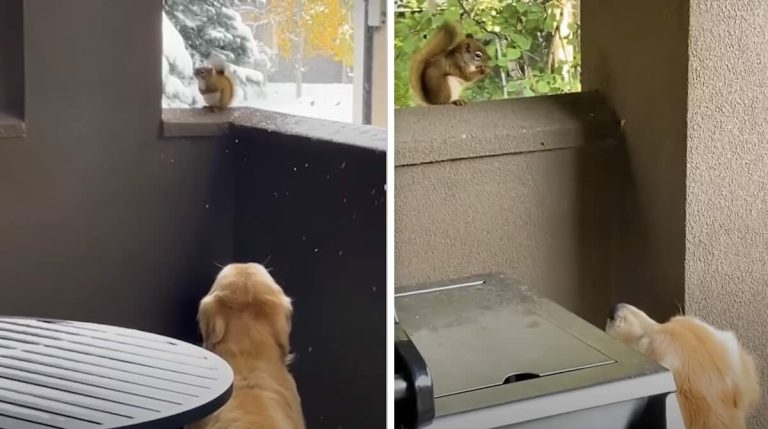dog with his squirrel best friend