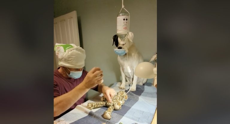 cute video of dog toy getting mended