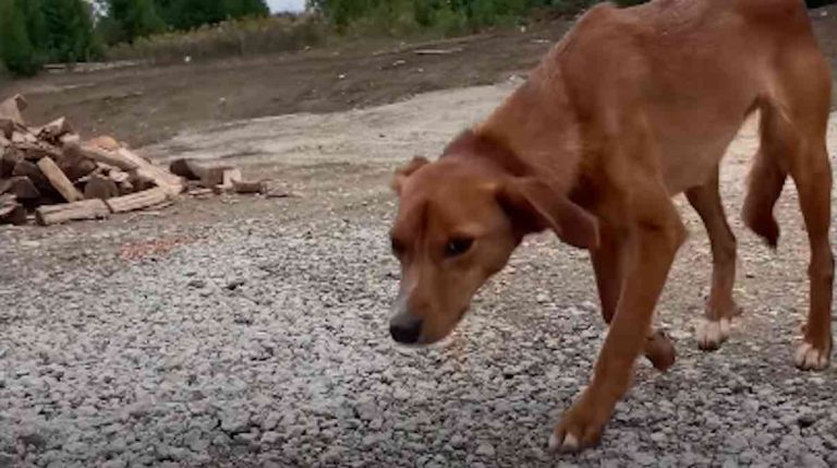 Dobby rescued outside of home