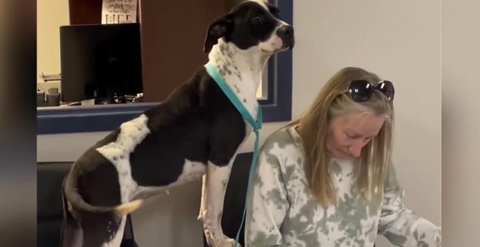 Dog Impatiently Watches as Her New Mom Fills in Adoption Papers at Shelter