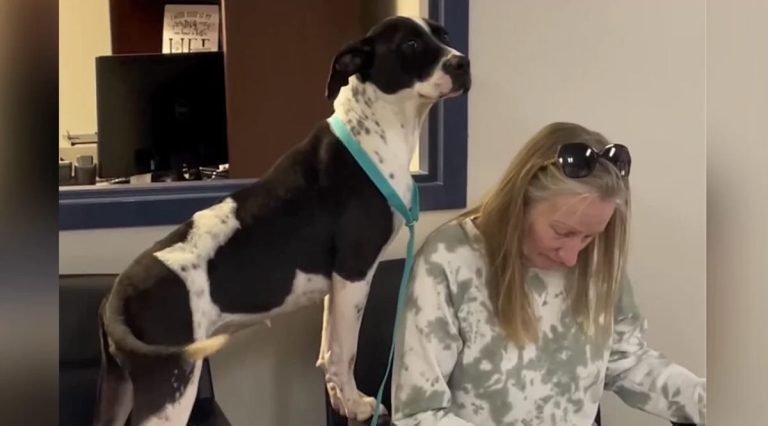 homeless dog watches her new mom sign papers