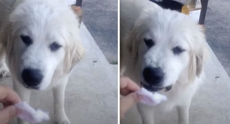 dog reacts to nail polish