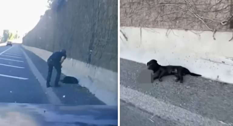 man saves dog struck by car and left for dead.
