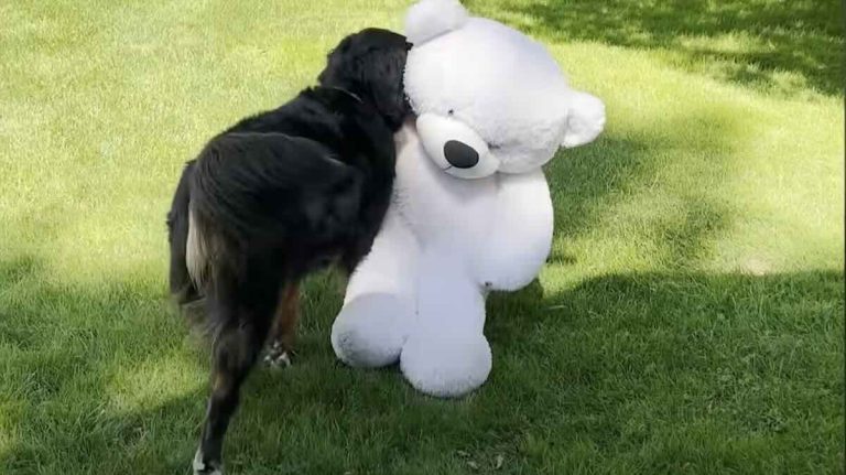 dog gets giant teddy from grandma