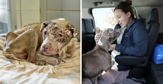 17-Year-Old Emaciated Dog Shivering in the Cold Finds New Loving Home Just Hours Later