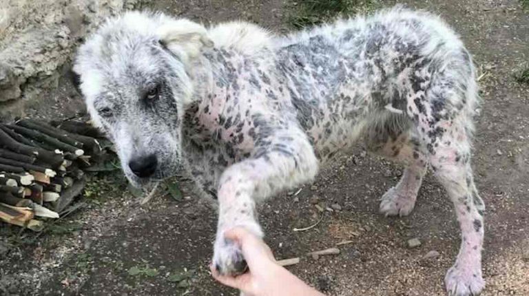 elsa the dog
