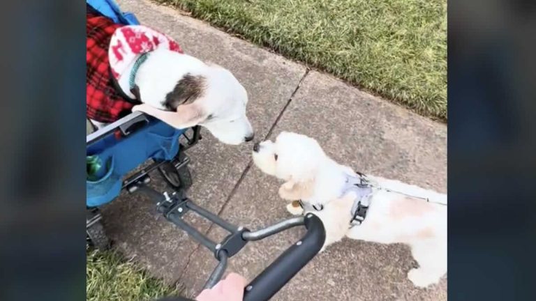Senior Basset Hound Gets So Excited When He Sees His Old Friend in the Neighborhood