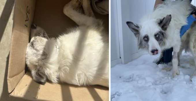 Deaf and Blind Dog Found Unconscious in Amazon Box On Porch Rushed to Vet
