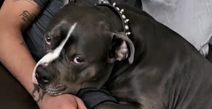 Man Out Shopping Sees Dog Thrown From Car and Instantly Makes a Decision