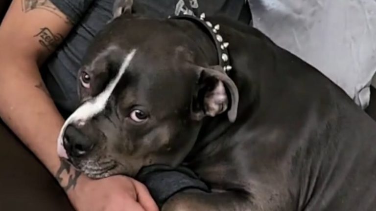 Hammie the pit bull