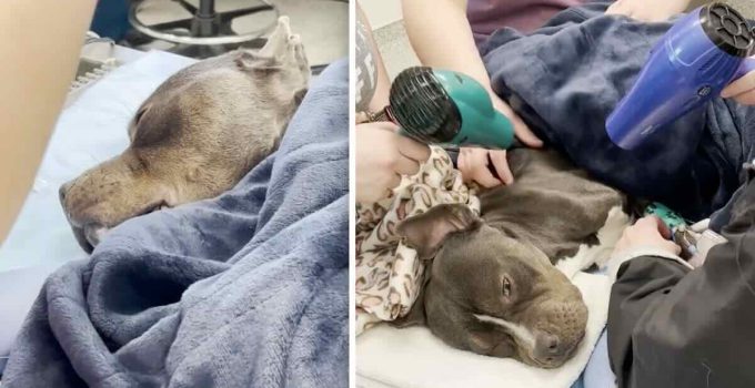 Rescuers Rush to Revive Unconscious Frozen Dog Found in Abandoned Home