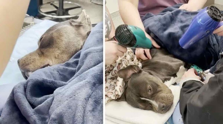 Horton rescued by KC Pet Project