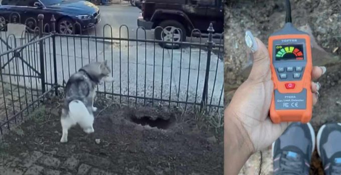 Heroic Husky Saves Family And Neighbors from Dangerous Gas Explosion
