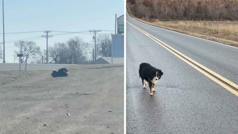 Pregnant Stray Dog Hides Inside Discarded Recliner to Try to Stay Warm in Freezing Weather