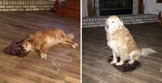 Dog ‘Still Grateful’ Even After Mom Accidentally Gets Him Extra Small Bed
