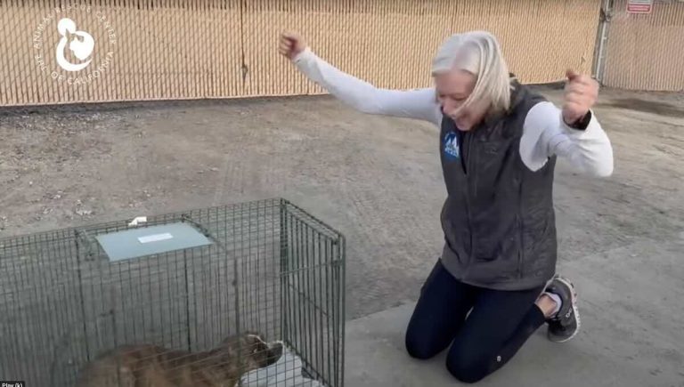 Dog Hanging Around Farmer’s Market For Six Weeks Rescued Thanks to Persistent Volunteer