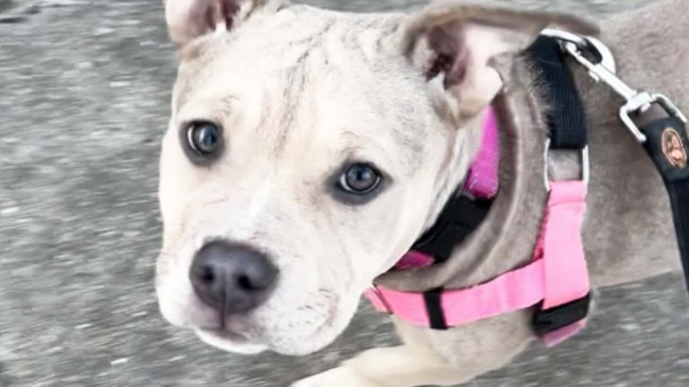 kona the deaf pittie