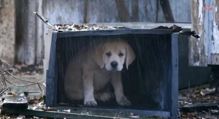 Budweiser Lost Dog ad