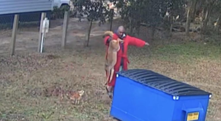 Man grabs coyote to save his dog