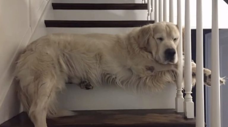 woman preserves dog's favorite step to honor his memory