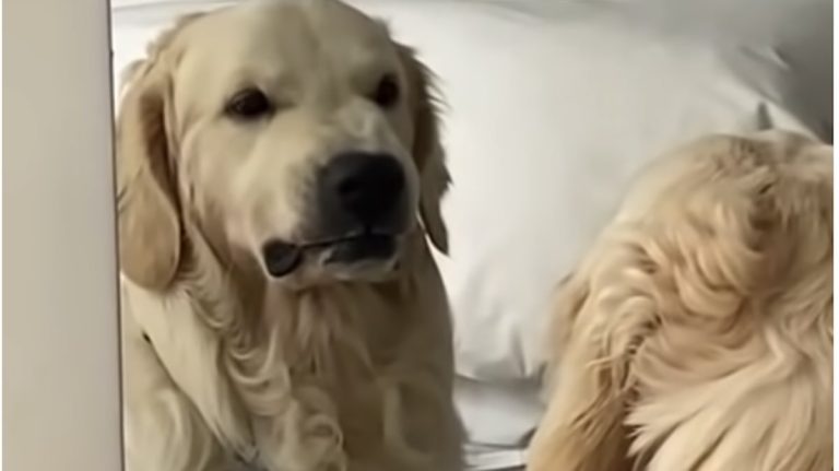 dog practices mean face in mirror