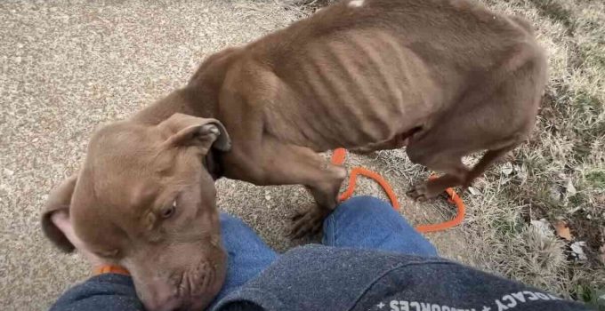 Skinny Shivering Dog Leans On Rescuer The Moment He Sees Her