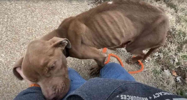Nico rescued by Stray Rescue of St. Louis
