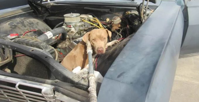 Stray Dog Rescued After She is Found Stuck Inside Chevy Nova Engine