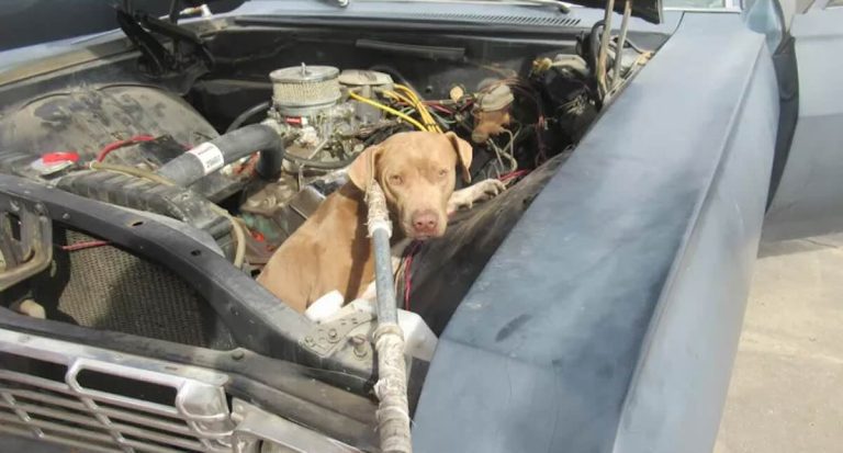 stray dog gets stuck in car engine up for adoption