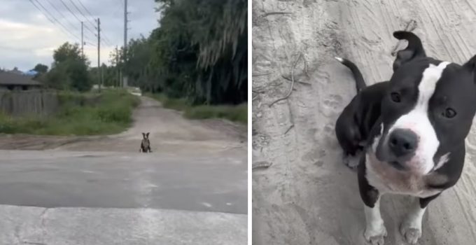 Couple Spot Abandoned Dog on Dirt Road and She Follows Them Home