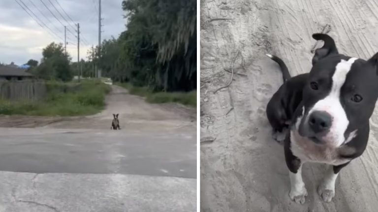 dog follows couple home