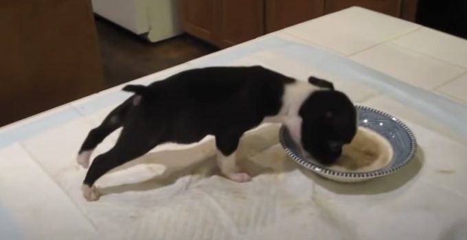 Adorable Boston Terrier Puppy Flips Over His Dinner