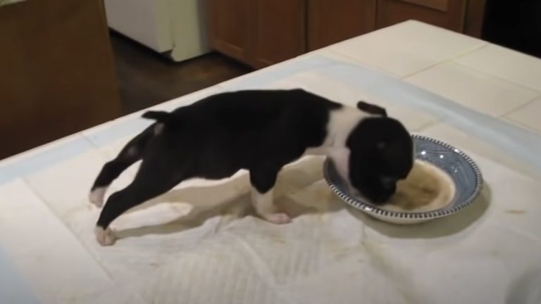 puppy flips over bowl