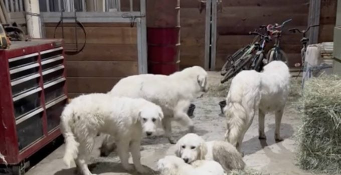 Five Abandoned Great Pyrenees Show Up in Family’s Backyard Looking for Help After Wandering For Weeks