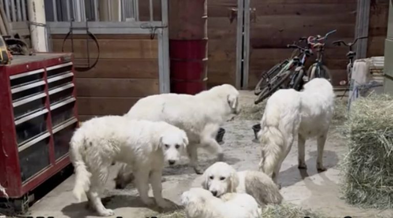 Five Abandoned Great Pyrenees Show Up in Family’s Backyard Looking for Help After Wandering For Weeks