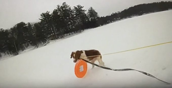 Dog Comes to the Rescue of Her Senior Dad After He Falls In Frozen Lake