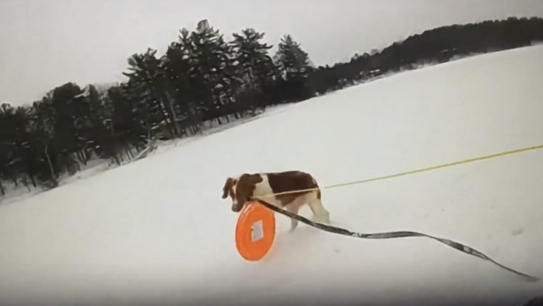 dog helps police officer rescue man in frozen lake