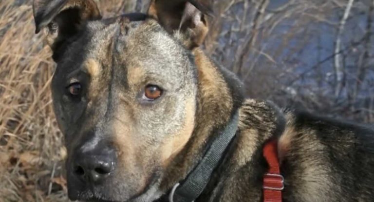 rescue of Rufo from shelter