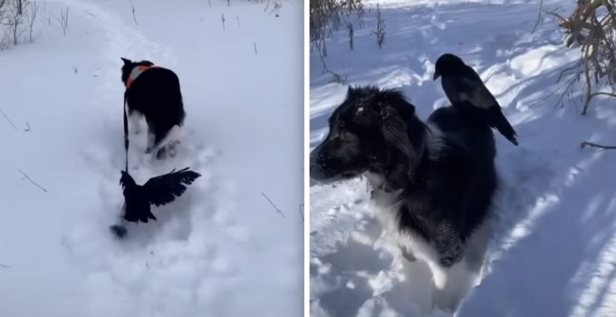 Dog Befriends Wild Crow and Lets Her Walk Him On Leash