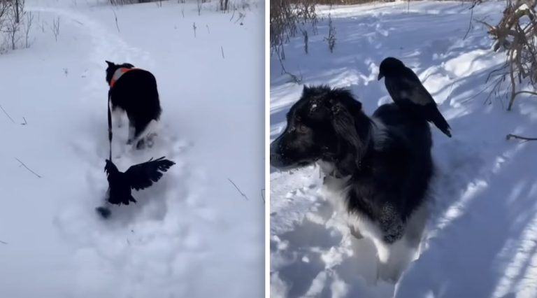 dog befriends crow